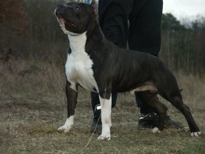 the Good Dogs Passion Capone de dogsmancrew