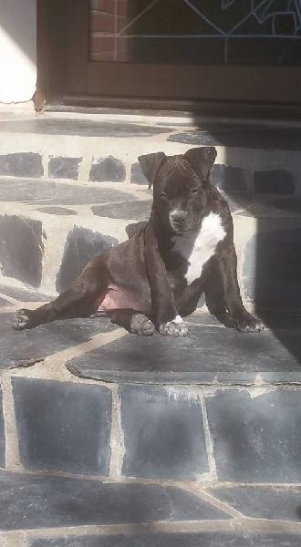 the Good Dogs Passion - Chiot disponible  - American Staffordshire Terrier