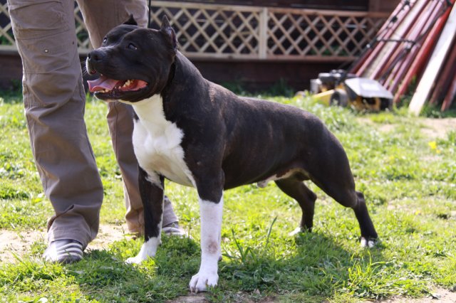 the Good Dogs Passion Capone de dogsmancrew