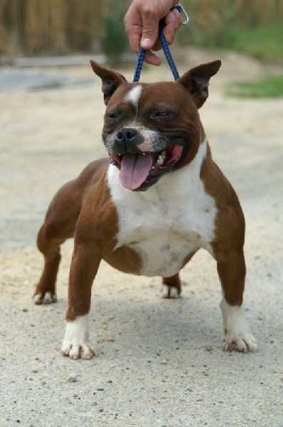 Extrem red devil of Atomic Dog