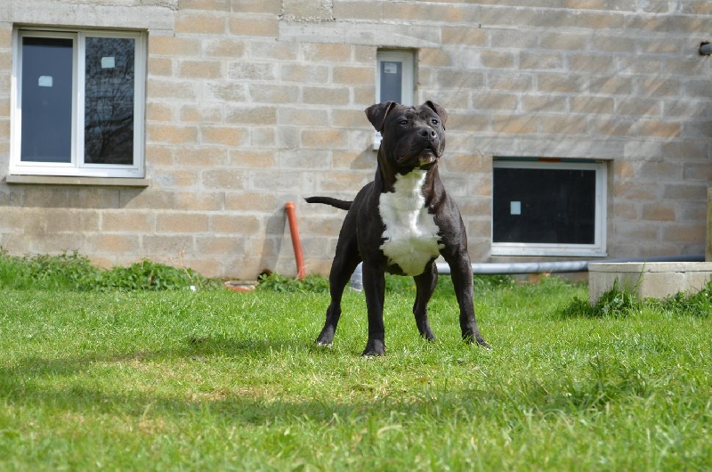 Of Passion Amstaff Good lady's gdp