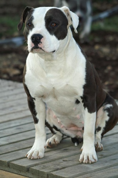 Douchka the Good Dogs Passion