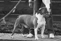 Cheyen the Good Dogs Passion