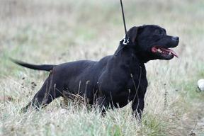 the Good Dogs Passion Cathi-alpaka de miss daisy