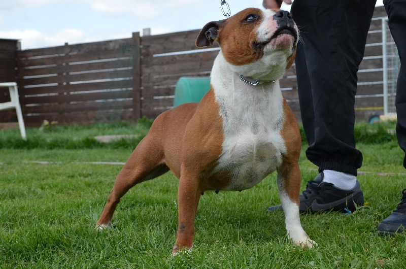 Staffanatic's Charming little devil