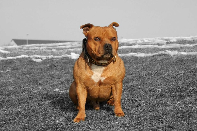 Kaiser the Good Dogs Passion