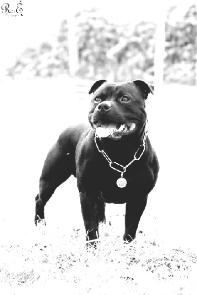 Gao sako the Good Dogs Passion