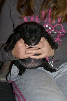 CHIOT